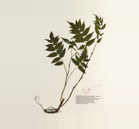 ½Ä¹° äÁý_¾Ç¸¶ÀÇ »ê, º£¸¦¸°(2013)